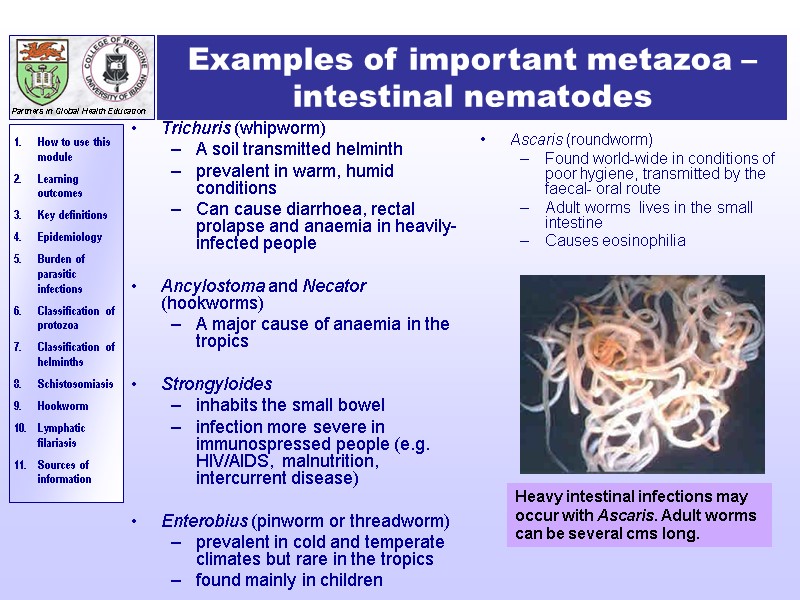 Examples of important metazoa – intestinal nematodes Trichuris (whipworm) A soil transmitted helminth prevalent